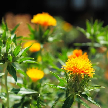 Světlice barvířská tmavě oranžová - Carthamus tinctorius - semena světlice - 20 ks