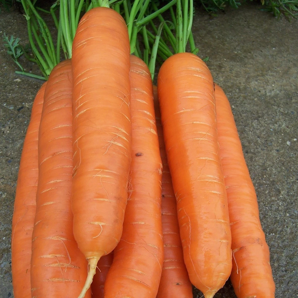 Mrkev pozdní Cidera - Daucus carota - semena mrkve - 800 ks