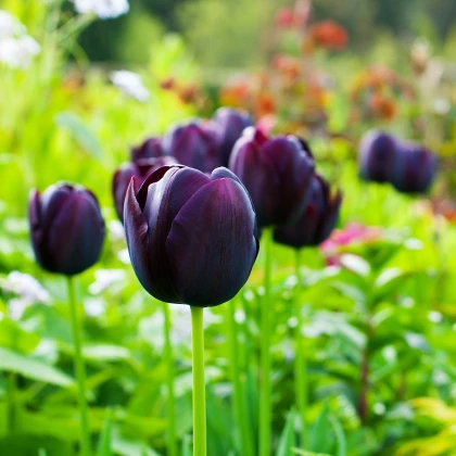Tulipán Queen of Night - Tulipa - cibule tulipánu - 3 ks