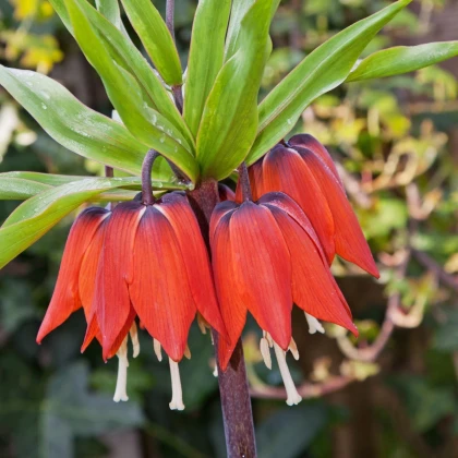 Řebčík královský červený - Fritillaria imperialis rubra - cibule řebčíku - 1 ks