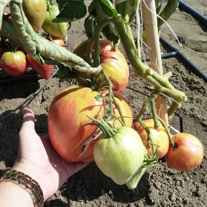 Rajče Býčí srdce Herodes - Solanum lycopersicum - semena rajčete - 15 ks