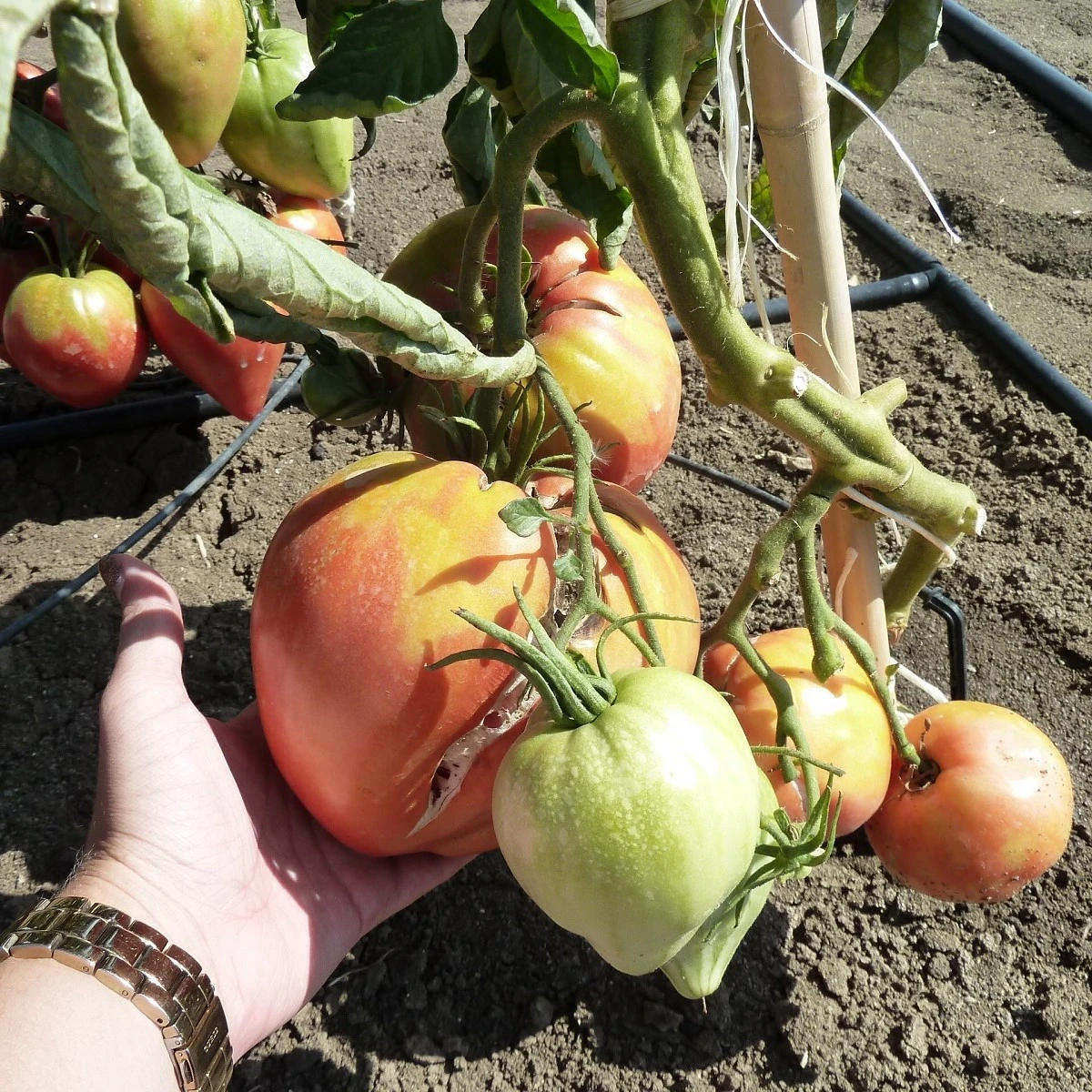 Rajče Býčí srdce Herodes - Solanum lycopersicum - semena rajčete - 15 ks