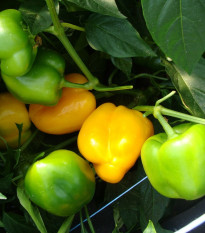 Paprika Afrodita - Capsicum annuum - semena papriky - 20 ks