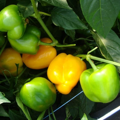 Paprika Afrodita - Capsicum annuum - semena papriky - 20 ks