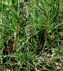 Slanobýl - Salsola soda - semena slanobýlu - 40 ks