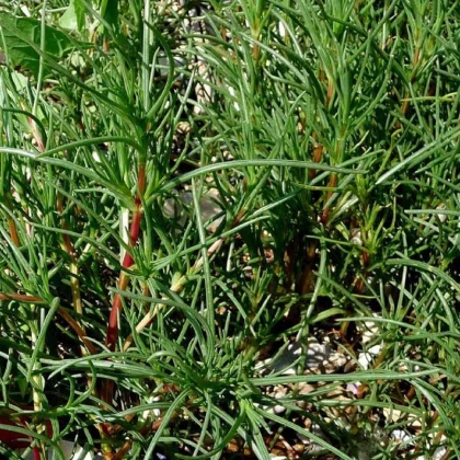 Slanobýl - Salsola soda - semena slanobýlu - 40 ks