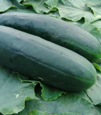 Okurka salátová Obelix F1 - Cucumis sativa - semena okurky - 20 ks