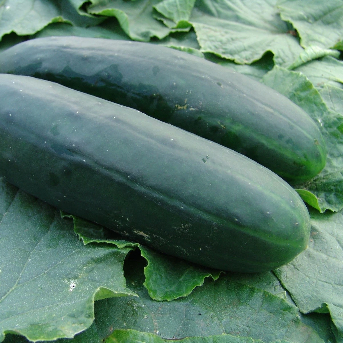 Okurka salátová Obelix F1 - Cucumis sativa - semena okurky - 20 ks