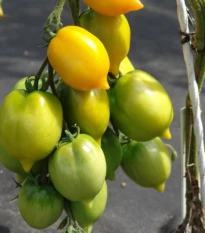 Rajče Citrina - Solanum lycopersicum - semena rajčete - 10 ks