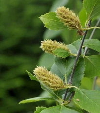 Bříza černá - Betula nigra - semena břízy - 15 ks