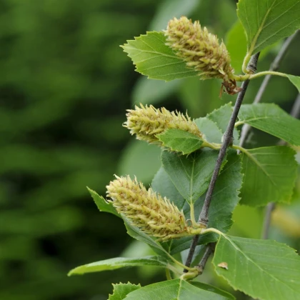 Bříza černá - Betula nigra - semena břízy - 15 ks