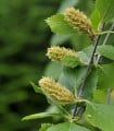 Bříza černá - Betula nigra - semena břízy - 15 ks