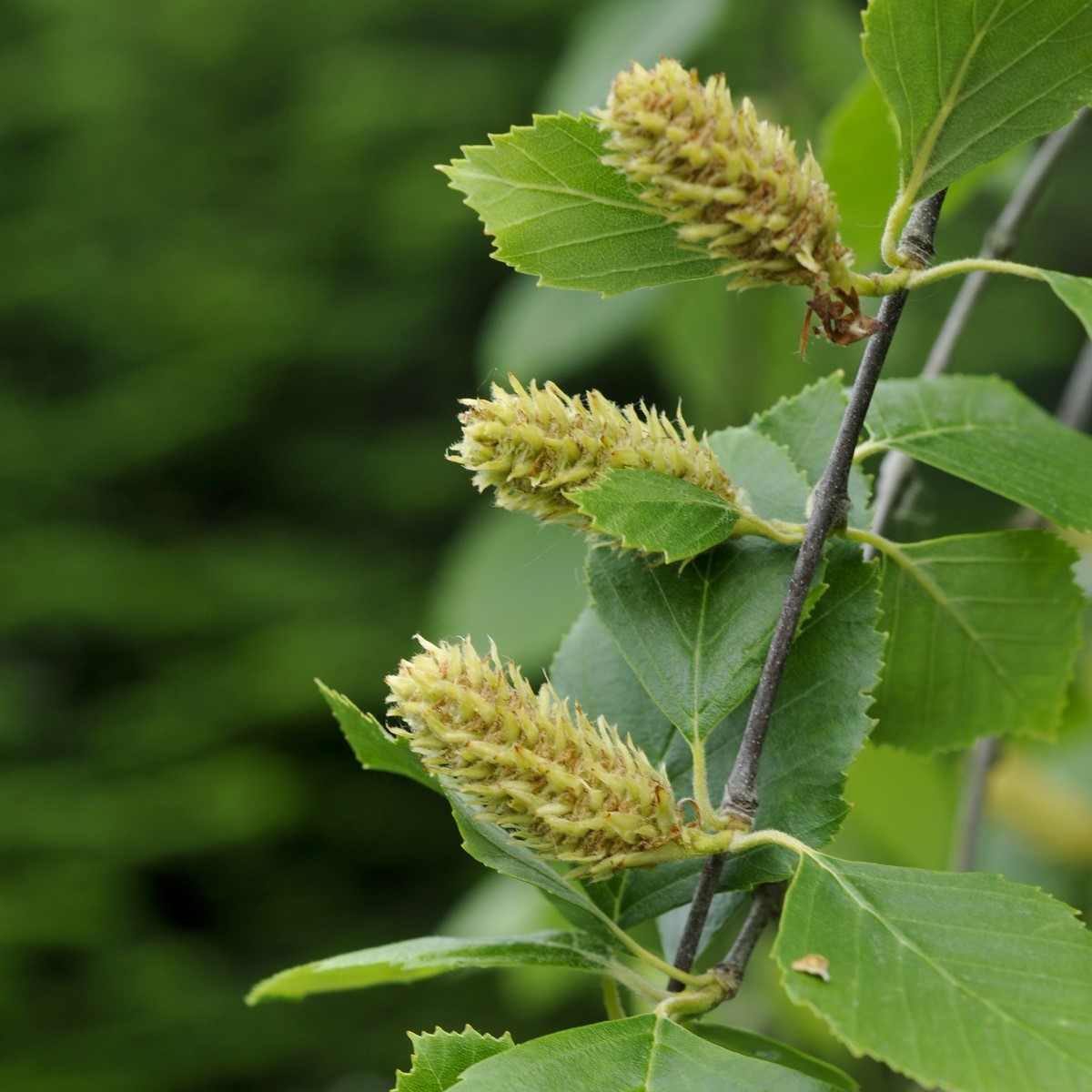 Bříza černá - Betula nigra - semena břízy - 15 ks