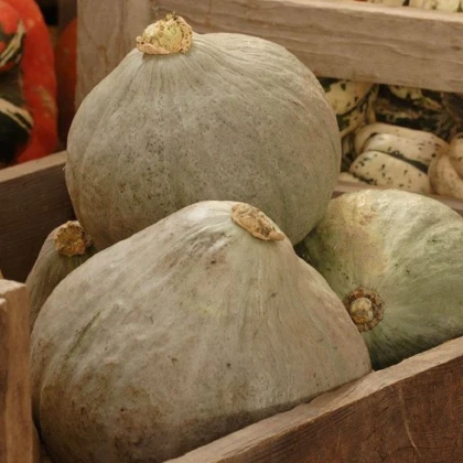 Tykev Baby Blue - Cucurbita maxima - semena tykve - 5 ks