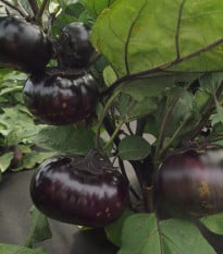 Lilek Laura - Solanum melongena - semena lilku - 30 ks
