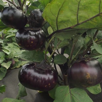 Lilek Laura - Solanum melongena - semena lilku - 30 ks