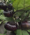 Lilek Laura - Solanum melongena - semena lilku - 30 ks