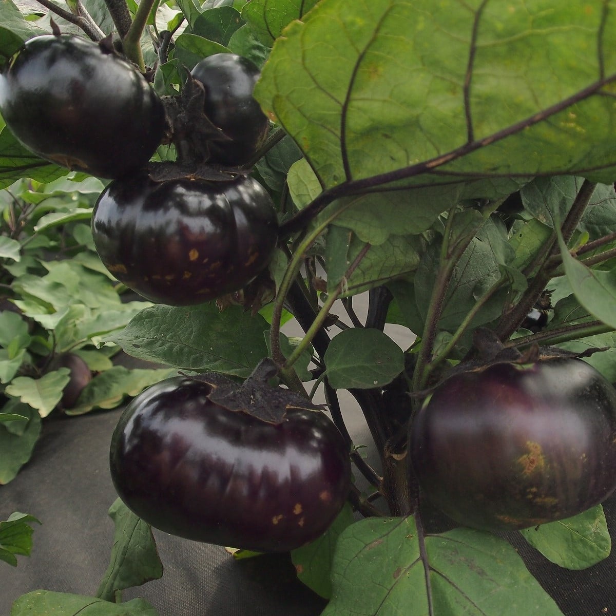 Lilek Laura - Solanum melongena - semena lilku - 30 ks