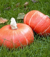 Dýně Sunshine Kabocha F1 - Cucurbita maxima - semena dýně - 4 ks