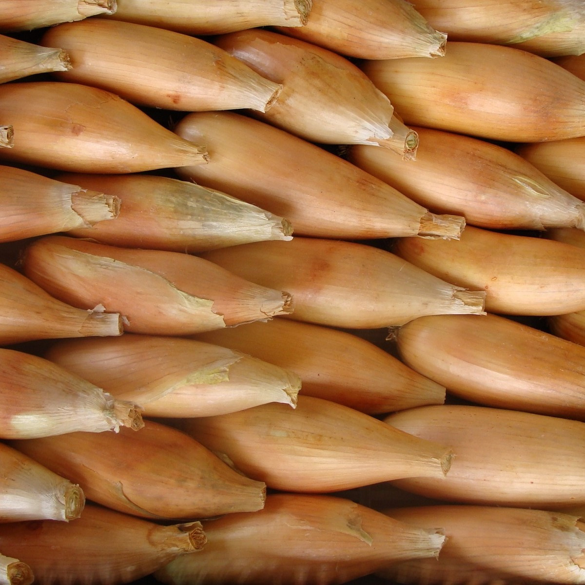 Cibule jarní Tosca - Allium cepa - semena - 140 ks