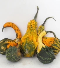 Tykev Indian Little směs - Cucurbita pepo - semena tykve - 5 ks
