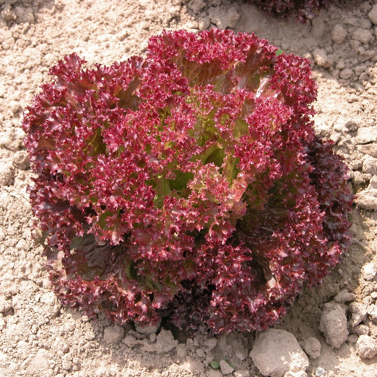Salát listový Crimson - Lactuca sativa L. - semena salátu - 300 ks