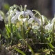 Sněženka plnokvětá - Galanthus nivalis double - cibule sněženky - 3 ks