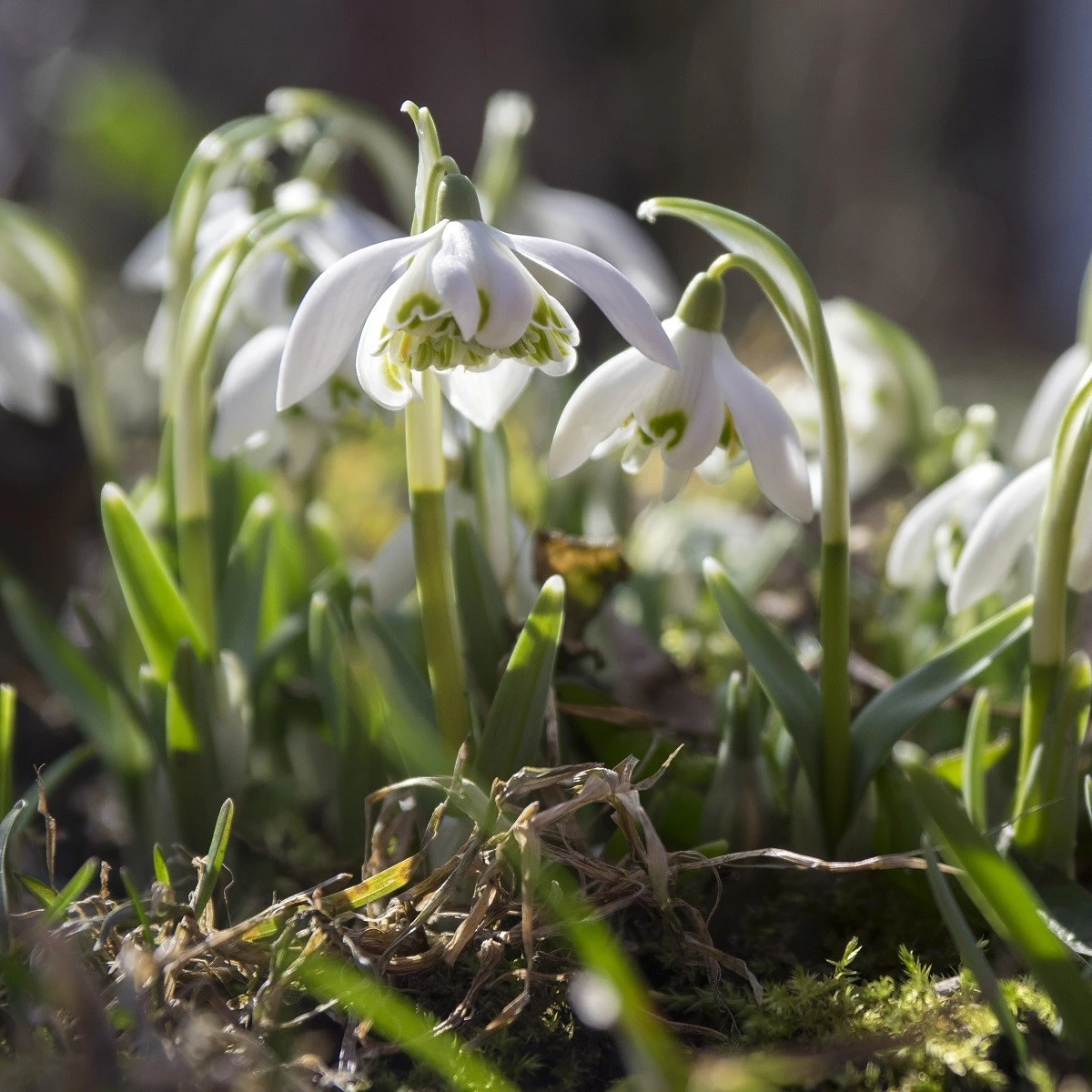 Sněženka plnokvětá - Galanthus nivalis double - cibule sněženky - 3 ks