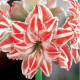 Hvězdník plnokvětý Dancing Queen - Hippeastrum - cibule hvězdníku - 1 ks