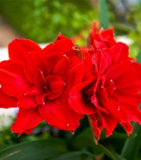 Hvězdník plnokvětý Amarantia - Hippeastrum - cibule hvězdníku - 1 ks