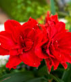 Hvězdník plnokvětý Amarantia - Hippeastrum - cibule hvězdníku - 1 ks