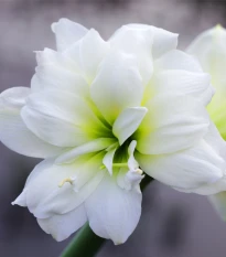 Hvězdník plnokvětý Jewel - Hippeastrum - cibule hvězdníku - 1 ks