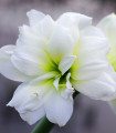Hvězdník plnokvětý Jewel - Hippeastrum - cibule hvězdníku - 1 ks