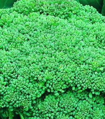 Brokolice Calabrese - Brassica oleracea L. - prodej semen brokolice - 0,9 gr