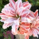 Hvězdník plnokvětý Dancing Queen - Hippeastrum - cibule hvězdníku - 1 ks