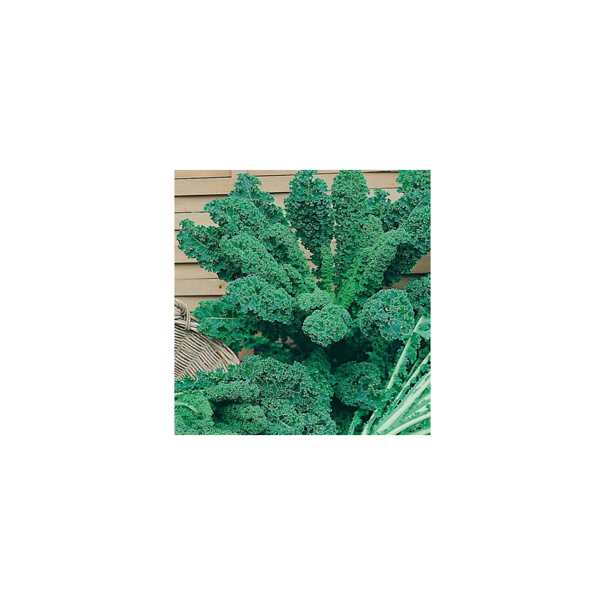 Kadeřávek zelený - semena kadeřávku -  0,9 gr