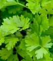 Celer řapíkatý - Apium graveolens - semena celeru - 1 gr