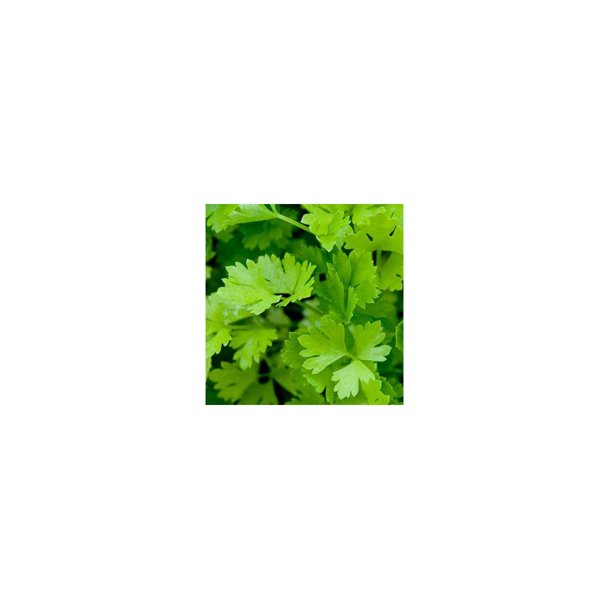 Celer řapíkatý - Apium graveolens - semena celeru - 1 gr