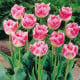 Tulipán Fancy Frills - Tulipa - cibule tulipánu - 3 ks