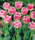 Tulipán Fancy Frills - Tulipa - cibule tulipánu - 3 ks