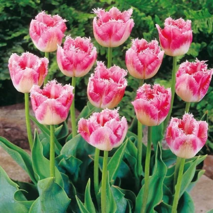 Tulipán Fancy Frills - Tulipa - cibule tulipánu - 3 ks