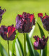 Tulipán Black Parrot - Tulipa - cibule tulipánu - 3 ks
