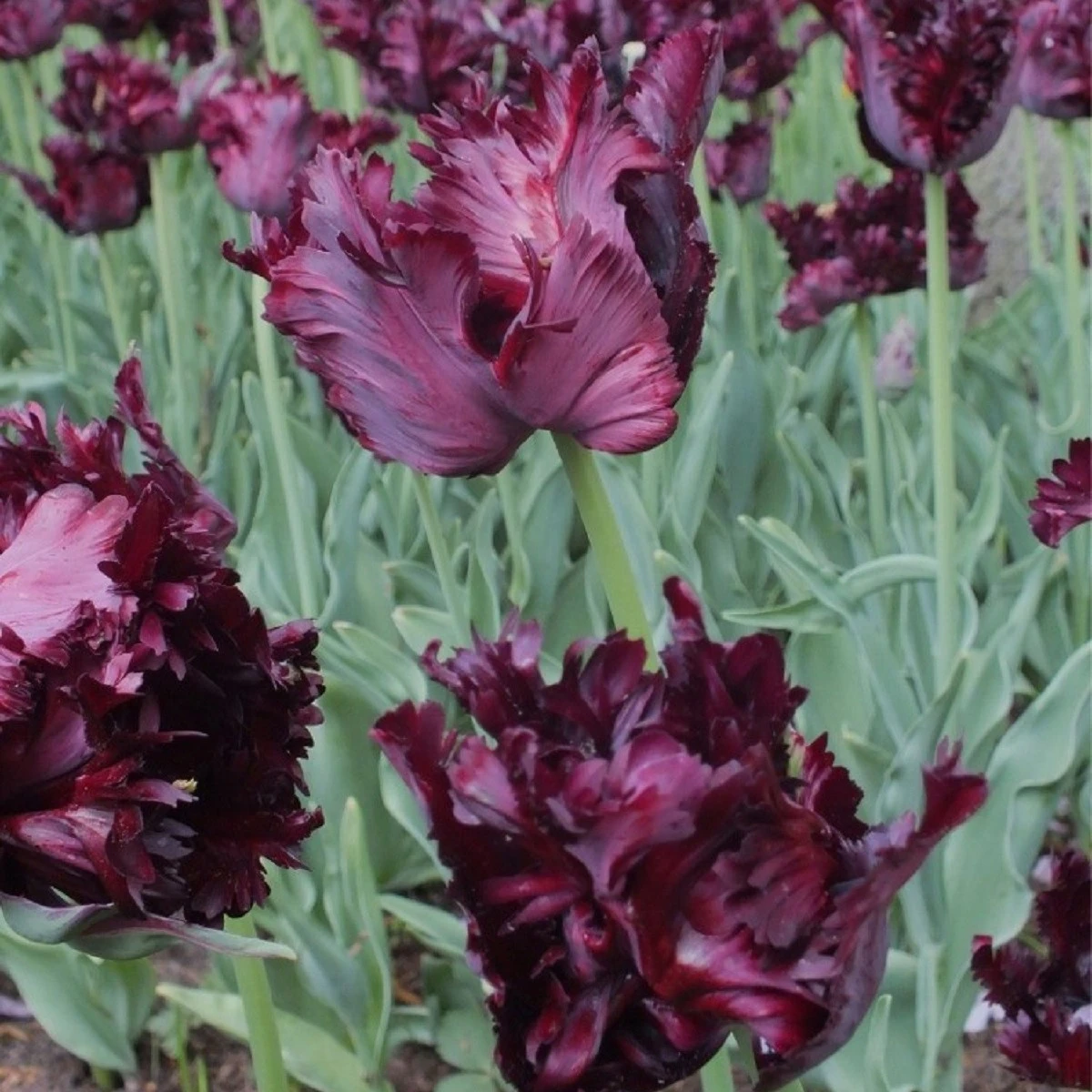 Tulipán Black Parrot - Tulipa - cibule tulipánu - 3 ks