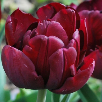 Tulipán Uncle Tom - Tulipa - cibule tulipánu - 3 ks
