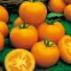 Rajče Zlatá královna - Solanum lycopersicum - semena rajčete - 10 ks