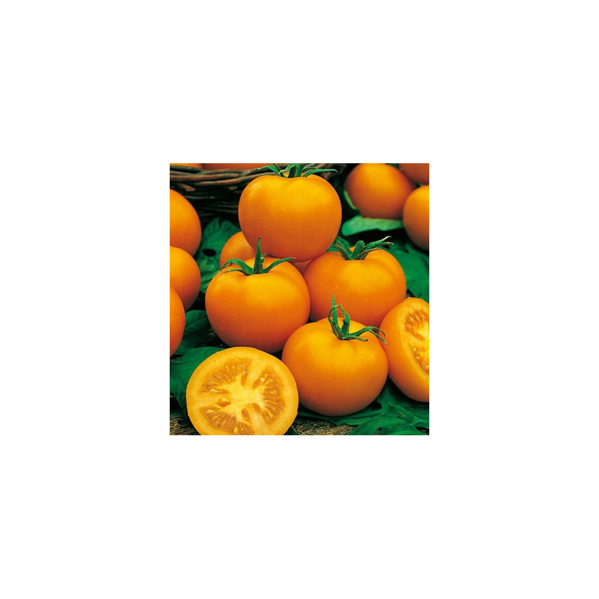 Rajče Zlatá královna - Solanum lycopersicum - semena rajčete - 10 ks