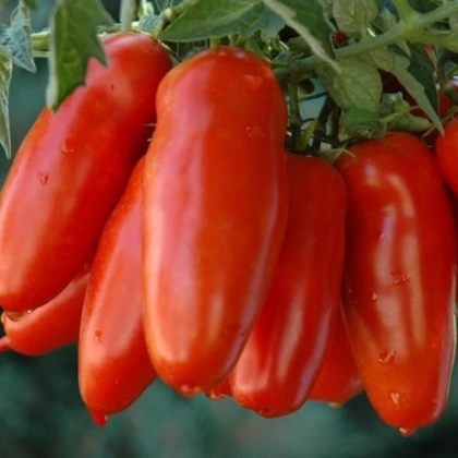 Rajče San Marzano Gigante F1 - Solanum lycopersicum - semena rajčete - 8 ks
