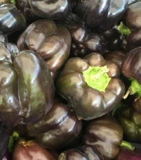 Paprika hnědá Babybell - Capsicum annuum - semena papriky - 8 ks