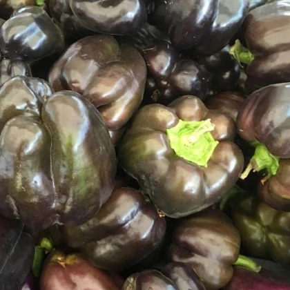 Paprika hnědá Babybell - Capsicum annuum - semena papriky - 8 ks