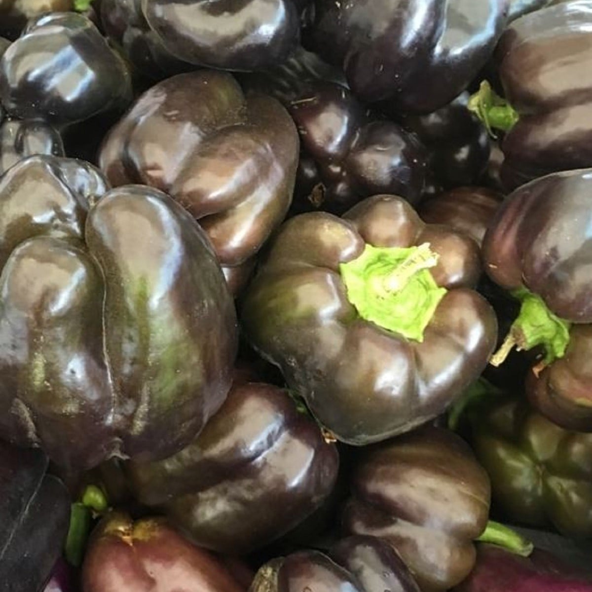 Paprika hnědá Babybell - Capsicum annuum - semena papriky - 8 ks